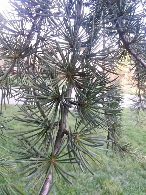 Cedrus atlantica